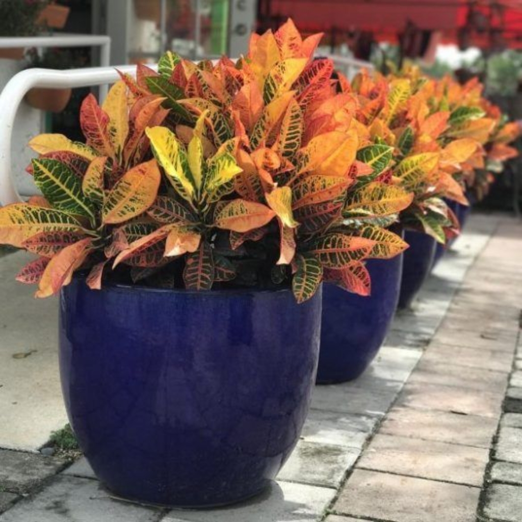Plantas de exterior