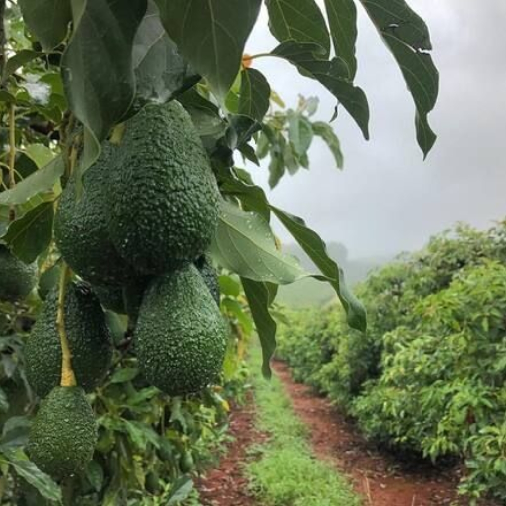 Frutales