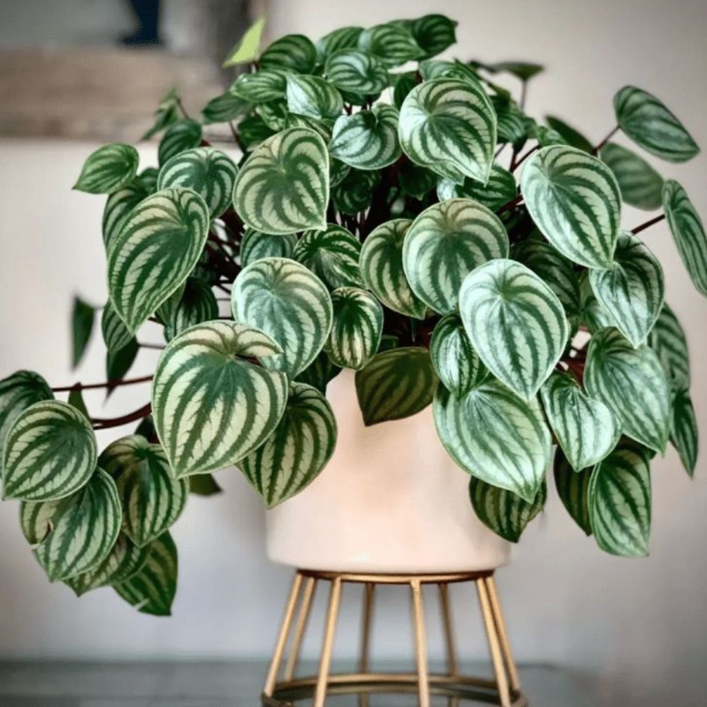 Plantas de interior