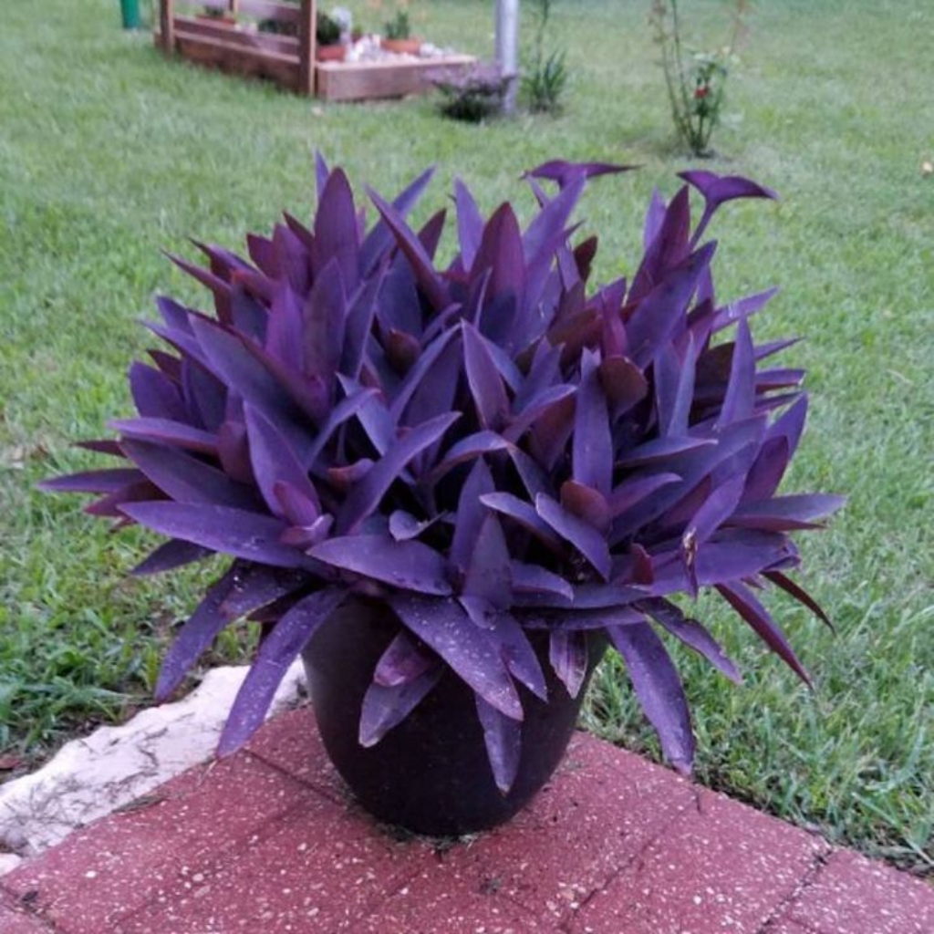 Plantas medicinales