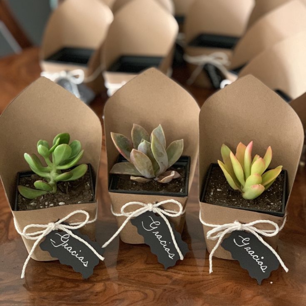 Plantas para regalar
